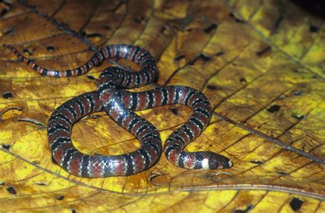 coral mud snake